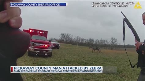Zebra bites Ohio man's arm off before being put down