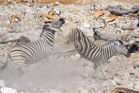 Zebra kick force.  Strongest Animal Kick Forces in the World The following creatures are conside...