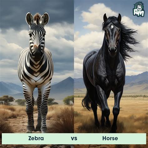 Zebra kick vs horse kick. .  ...