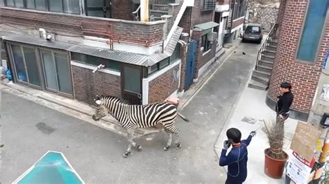 Zebra on the loose gives zookeepers the runaround in Seoul