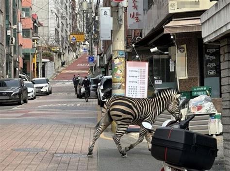 Zebra runs loose in Seoul before being taken back to zoo