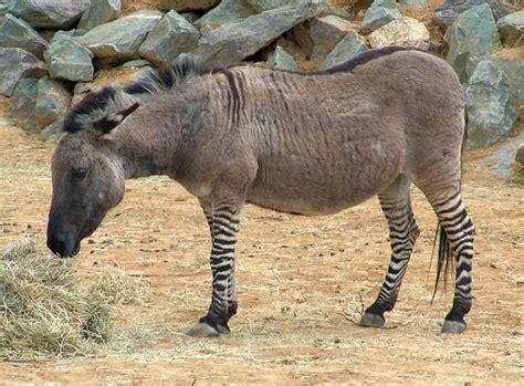 Zeedonk. Zonkey - Zebra x Donkey. Image: Wikimedia. This hybrid ( Equus asinus × Equus burchelli) is known as a zonkey (or zedonk, zebrass, zeedonk, zebradonk, zebrinny, zenkey, zebronkey, or deebra). Reports say hybrids of both sexes have produced offspring. Usually a zebra stallion is paired with a she-ass, but the reciprocal cross is sometimes produced. 