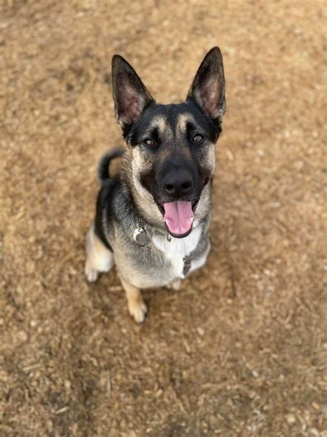 Zenful dog. Check out our awesome doggie of the Month, Odin!!! He is such a star! I am so fotunate to be able to train, adventure and enjoy the company of Odin and his … 
