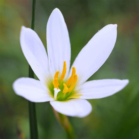 Zephyranthes . 