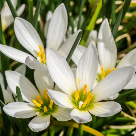 Zephyranthes Candida