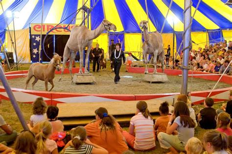 Zerbini family circus. Tarzan Zerbini Circus: Owns and uses elephants and is intermittently traveling with elephants Marie and Schell. No performances are scheduled at present. No performances are scheduled at present. Not to be confused with Zerbini Family Circus, which does not use elephants but does use domestic animals. 