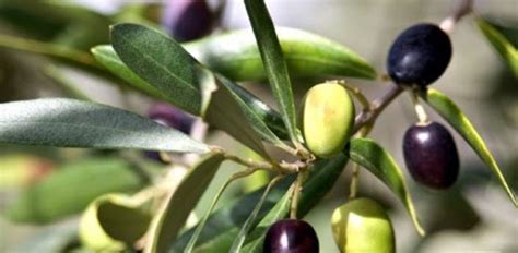 Zeytin ağaçlarınıza iyi bakım yapmanız durumunda, her sağlıklı ağaç için ortalama 22 ila 90 kg üretim elde edebileceksiniz.