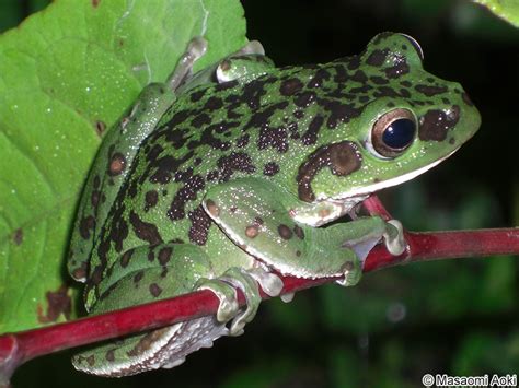 Zhangixalus yaoshanensis - Amphibian Species of the World