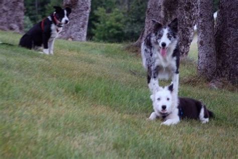 Zigs border collies.  The friendly staff is knowledgeable and passionate about pets, ensuring ev...