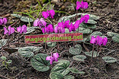 Zijn cyclamen winterhard? » Deze soorten verdragen vorst