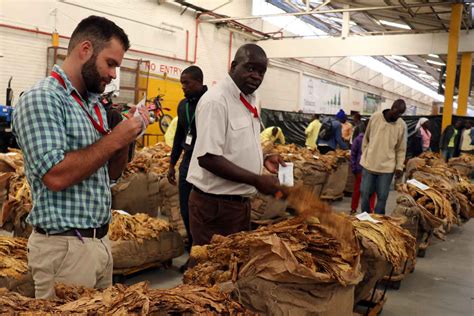 Zimbabwe reports record tobacco sales, mostly to China, yet many farmers deep in debt