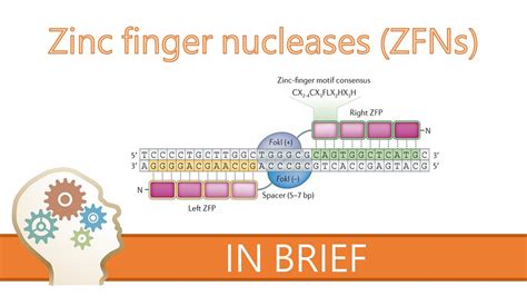 Zinc Finger Nuclease as Gene Editing Tool - Gene Therapy Net