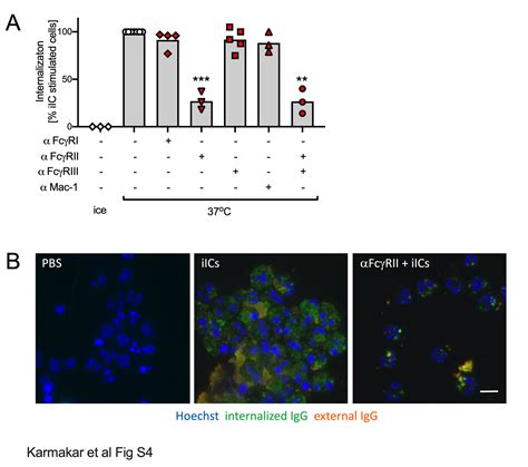 Zinc signals and immune function. - Abstract - Europe PMC