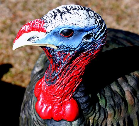 Zink Avian X LCD Turkey Decoys - HuntingLife.com