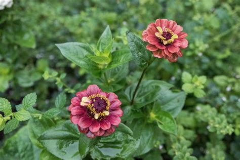 Zinnia - jag &auml;lskar den blomman!: Farbror Gr&ouml;n
