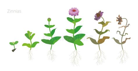 Zinnia Growth Chart