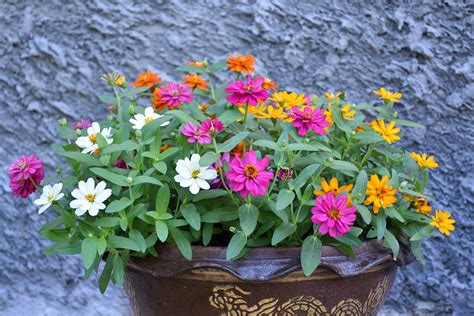 Zinnias in containers