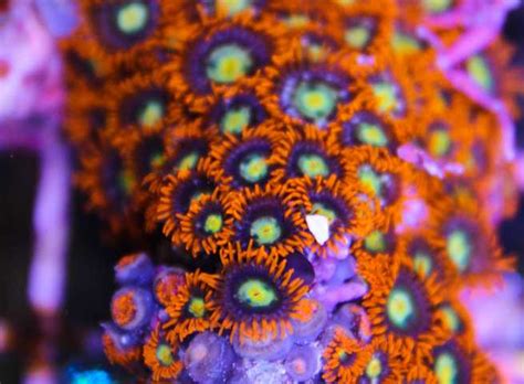 Zoa Definition: The Ultimate Guide to Understanding Animal Life