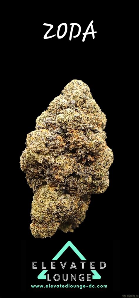 Zoda is an indica-dominant weed strain bred by Umami Seed Company and Super Seed Co, made from a complex cross of (Zkittlez x Acai Gelato) x Seattle Soda. This is a …. 