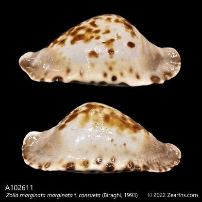 Zoila marginata consueta Biraghi, 1993 - Marine Species