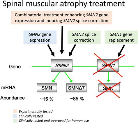 Zolgensma® meaningfully improves spinal muscular atrophy in …