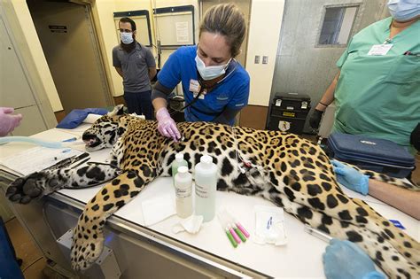 Zoo Miami’s 18-Year-Old female jaguar undergoes medical exam after experiencing health issues
