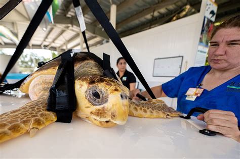 Zoo Miami’s Animal Health Team successfully releases rehabilitated loggerhead turtles back into the ocean