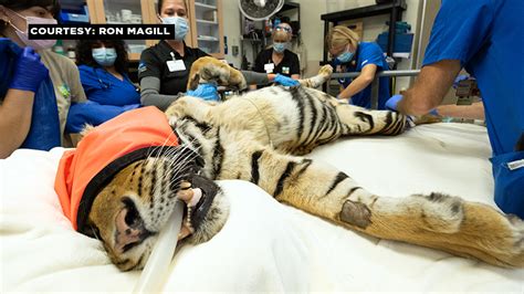 Zoo Miami’s Sumatran tiger, ‘Berani,’ in serious condition