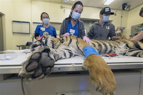 Zoo Miami’s Sumatran tigress undergoes health exam ahead of transfer to Fort Worth Zoo