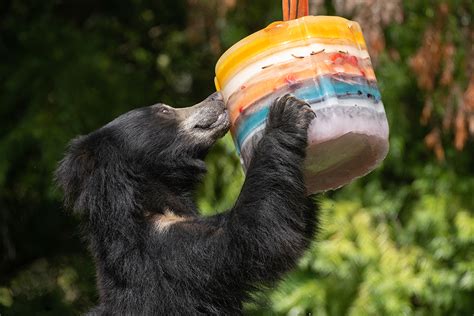 Zoo Miami animals find relief from scorching heat through special enrichment