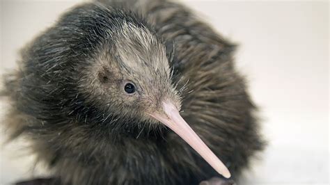 Zoo Miami ends kiwi petting experience after outcry from New Zealanders