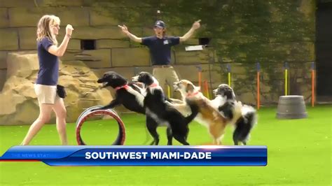 Zoo Miami hosts high-energy dog show as part of Canine Champions for Conservation event