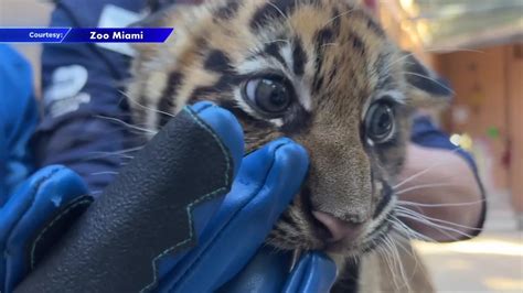 Zoo Miami unveils first images of Sumatran tiger cub