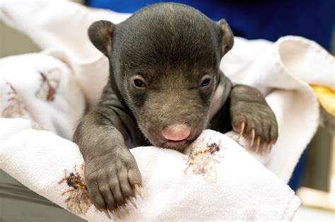 Zoo Miami welcomes 2 sloth bear cubs
