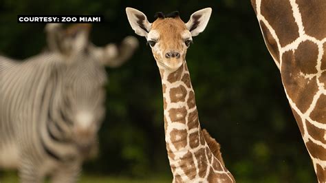 Zoo Miami welcomes 60th baby giraffe in zoo’s history