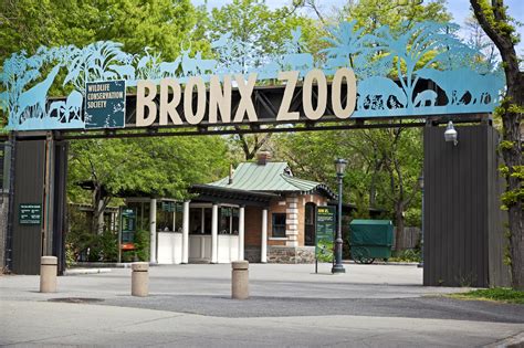 Zoo bronx. The building is home to the zoo’s population of Kihansi spray toads; the Bronx Zoo played a vital role in saving this species from extinction. Adaptations World of Reptiles is the perfect place to learn about the wide variety of adaptations that enable these animals to thrive - you’ll learn about body temperature regulation, climbing, swimming, egg-guarding, … 