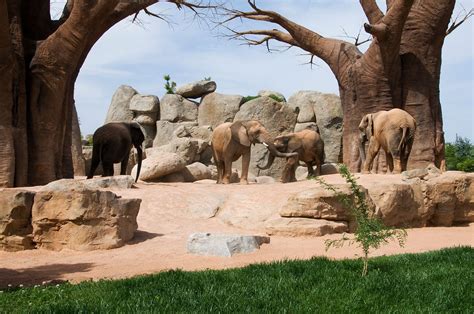 Zoo detroit. 8450 W. 10 Mile Road, Royal Oak, MI 48067 | 248-541-5717. The Detroit Zoological Society – a renowned leader in humane education, wildlife conservation, animal welfare and environmental sustainability – operates the Detroit Zoo and Belle Isle Nature Center. 