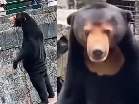 Zoo in China denies that bear in viral video is just a human wearing a costume