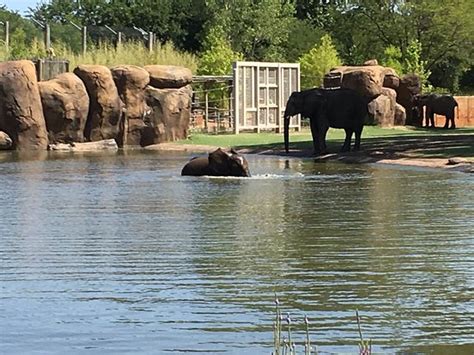 Zoo wichita ks. Just minutes from Wichita, discover an unexpected world at Tanganyika Wildlife Park. Learn more about animal encounter adventures the whole family will enjoy. 