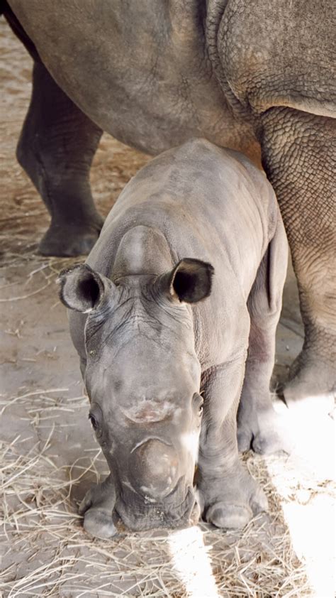 ZooTampa celebrates birth of Southern white rhino calf