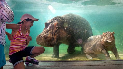 Zoologico de dallas. El gigantesco caimán fue confiscado de la vivienda, en donde sus propietarios lo tenían en una casa del condado Erie e incluso les permitían a … 