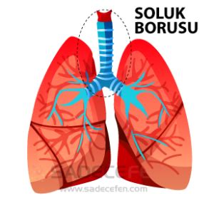 Zoolojide soluk borusu bulmaca ne demek.