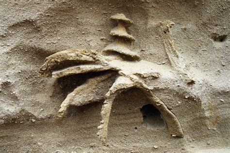 Zoophycos is one of the most complex, enigmatic and widespread trace fossils in Phanerozoic marine environments 1,2,3,4,5. Zoophycos was initially named as a plant genus by Massalongo 6,7.Since then, several morphological types, like J- or U-forms 2, and ethologies, such as surface detritus-feeding 8, refuse dump 4,9, cache 4,10, deposit-feeding 2,11,12, and gardening 5,9, have been proposed .... 