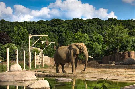 Zoos in ohio. There are differing opinions about whether zoos are good or bad, but the most commonly accepted answer is that good zoos are a little of both as long as they promote conservation a... 