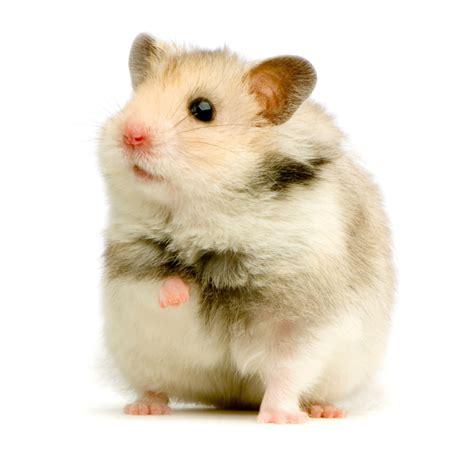 Zoozhamster. Disclaimer: zoozhamster.com has enforces a policy of zero-tolerance against all types of illegal porn content. All visual content on domain.com is uploaded by users only and features models of 18 years of age or older. 