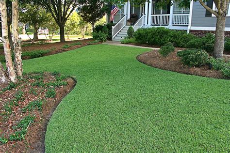 Zoysia grass lawn. Zoysia grass is a popular grass type grown in lawns throughout the transition zone of the United States (from Northern Georgia to Southern Illinois). Known for its … 
