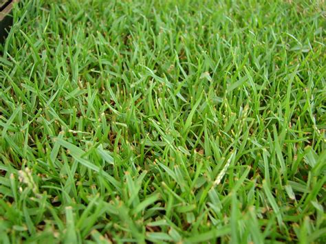 Zoysia grass texas. Things To Know About Zoysia grass texas. 