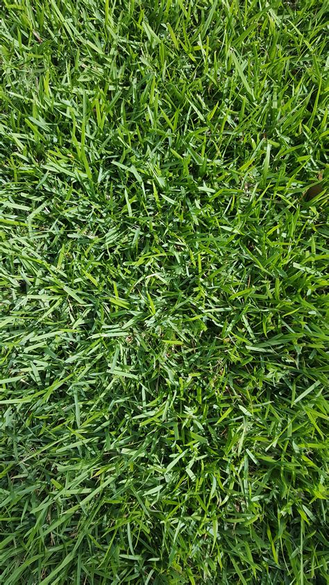 Zoysia sod. Mow Height. .5–1.5 inches. Geo Zoysia is a dark-green variety that grows well in zones 6–11. It’s popular due to its softness, making it a great choice for lawns. The dense growth helps keep weeds at a minimum, and it’s drought tolerant, so it’s a good choice for places that don’t get much rainfall. 4. 