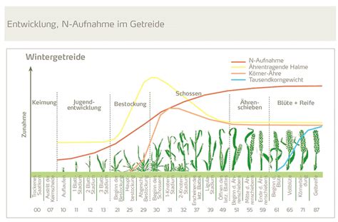 Züchterische voraussetzungen und agrotechnische massnahmen zum erzielen von höchsterträgen bei getreide. - Plant structure and function study guide.