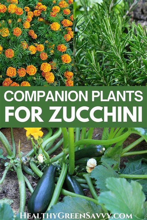 Zucchini Companion Plants for the Vegetable Garden - Savvy …